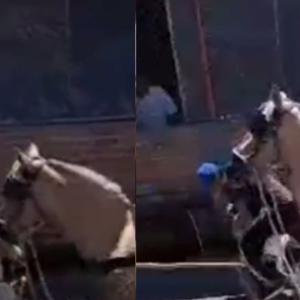 La actuación del pitbull fue registrada gracias a una oportuna grabación