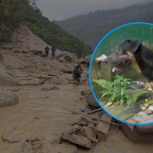El perro y una imagen de referencia de la trágica avalancha.