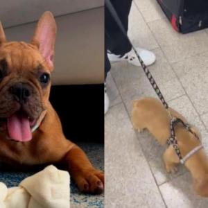 El perro en cuestión