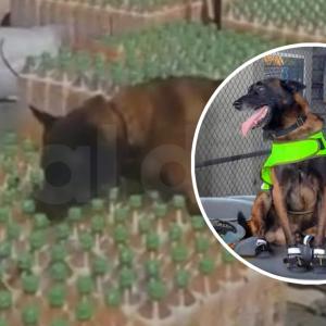 Tako en medio de varios operativos que lo hicieron una pieza clave en la lucha contra el narcotráfico