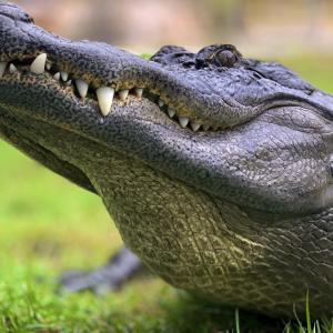 Imagen de referencia de un cocodrilo atento para lanzarse al ataque