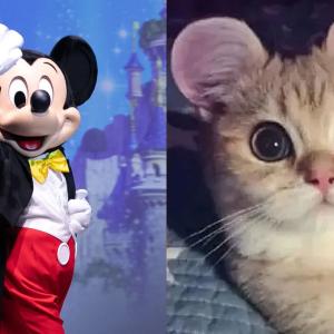Mickey Mouse y un gato con las orejas recortadas