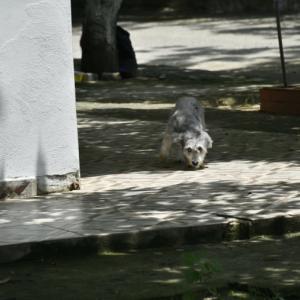 Perro de la discordia