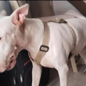 Este es el animal que supuestamente atacó al veterinario el pasado sábado en el municipio de Soledad.