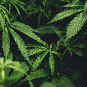 Imagen de referencia