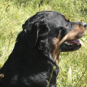 Imagen de referencia de un perro rottweiler 