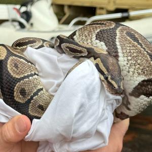 La serpiente momentos después de ser encontrada en el baño de una vivienda en Estados Unidos