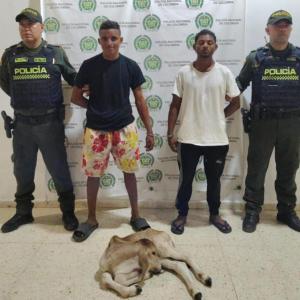 Capturados en Palmar de Varela por el delito de abigeato.