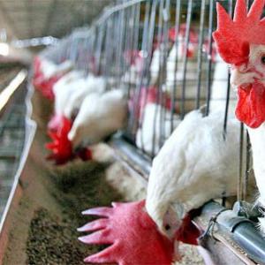 Gallinas en un corral.