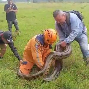 Defensa Civil rescatando a una anaconda en el Caquetá.