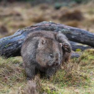 Wombat, animal.