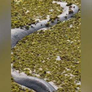 Anaconda verde captada por un biólogo en Colombia.
