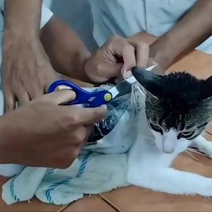 Gato que usaron para transportar droga.