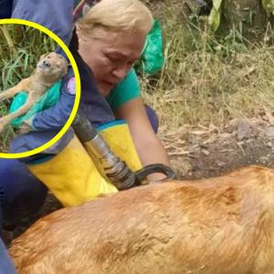 Perro hallado en Floridablanca.