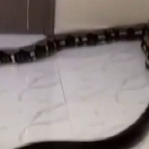 Serpientes en pasillo de un edificio.