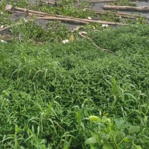 Zona del Malecón del Río.