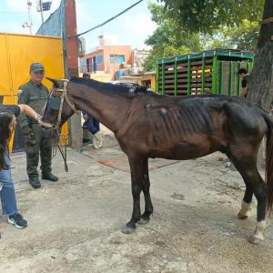 Caballo en malas condiciones de salud