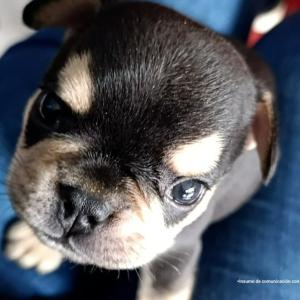 Odín, cachorro de dos meses asesinado