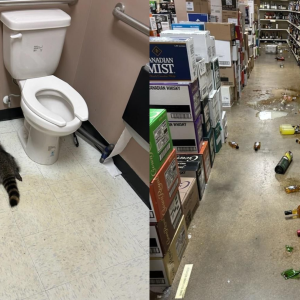 Momento en que el mapache es encontrado