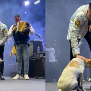 Momento en que el perro se sube a la tarima