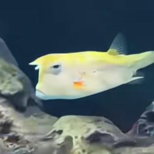 Miles de internautas coincidieron en que el rostro del animal es muy similar al del presidente de EE. UU.