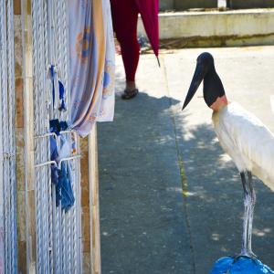 Cigüeña jabirú encontrada muerta 