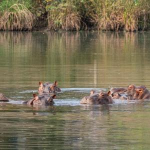 La propuesta busca evitar que varios de ellos fueran sometidos a eutanasia