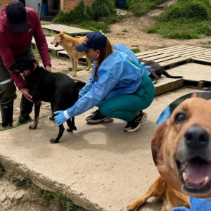 Más de 300 perros fueron rescatados 