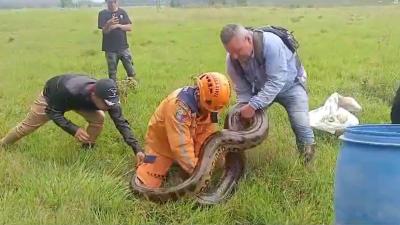 Defensa Civil rescatando a una anaconda en el Caquetá.