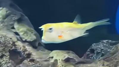 Miles de internautas coincidieron en que el rostro del animal es muy similar al del presidente de EE. UU.