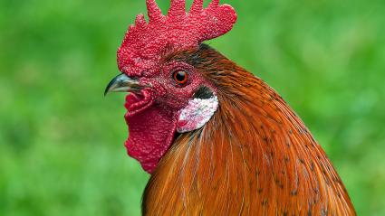 El gallo tiene hastiada a la pareja de adultos mayores