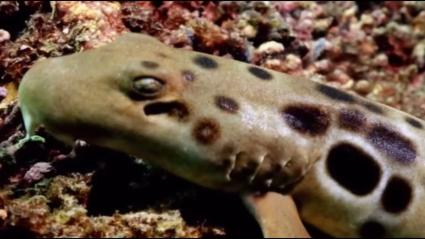 El particular animal "camina" por el fondo del mar. 