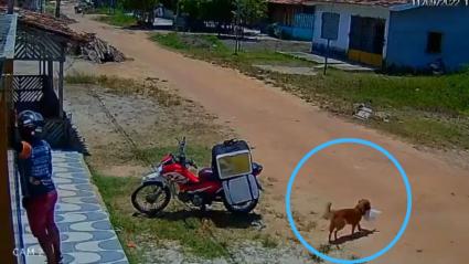 Momento en el que el canino se lleva la comida. 