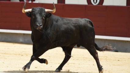 Imagen de referencia. 