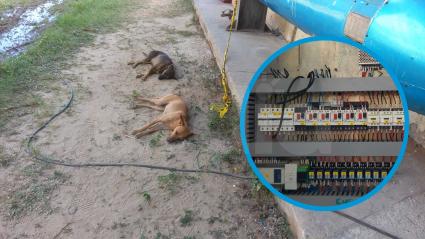 Los individuos amarraron a la vigilancia y luego envenenaron a ocho perros que viven en la planta