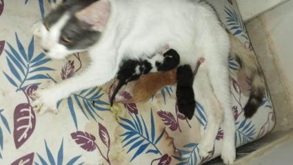 Gata con sus crias sanas. 