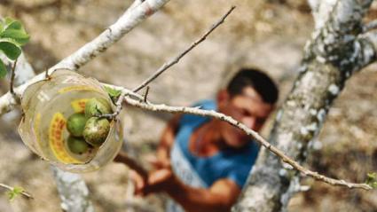 Imagen de referencia de bajar ciruelas de un árbol. 