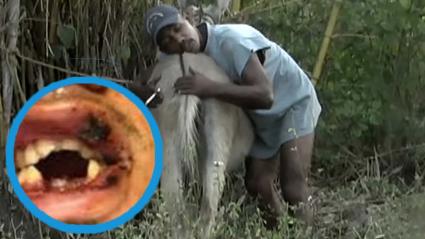 Imagen de referencia de un hombre con una burra y de la dentadura de quien, presuntamente, recibió el fuerte impacto. 