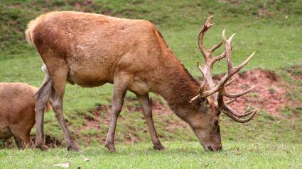 Imagen de referencia de un venado de grandes cuernos