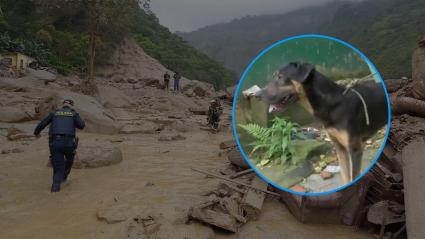 El perro y una imagen de referencia de la trágica avalancha.