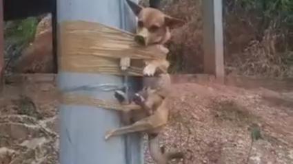 Imagen de contexto del perrito