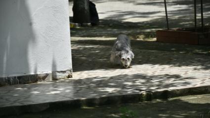 Perro de la discordia