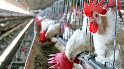 Gallinas en un corral.