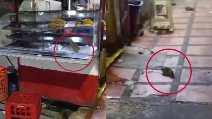 Captura de video de ratas en puesto de fritos del centro de Barranquilla.