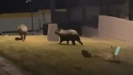 Chigüiros captados en Alameda del Río.