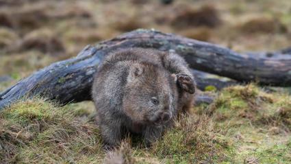 Wombat, animal.