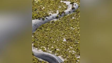 Anaconda verde captada por un biólogo en Colombia.