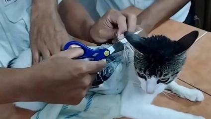 Gato que usaron para transportar droga.