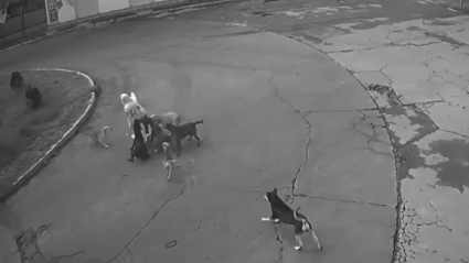 Captura de video del momento de los hechos