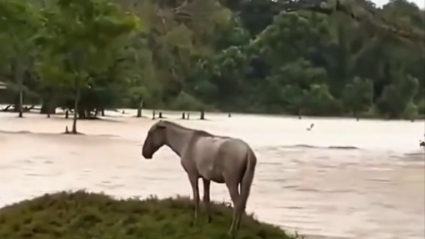 Caballo atrapado en la inundación